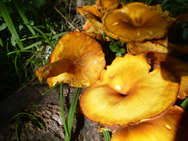 Omphalotus olearius (?) con ospite